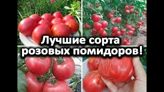 Описание сорта помидоров