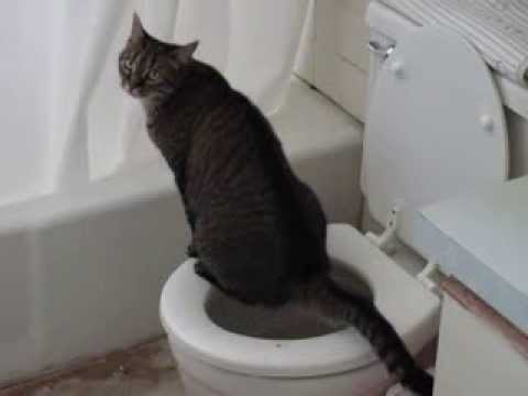 jinx the amazing-cat uses toilet