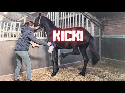 Tallest! | Belle's kicking! Why? | Trick with Spidey | Making a new horse | Friesian Horses