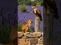 Unbelievable Monkey Eagle Face Off In A Lavender Field Cuteanimals Shorts Wildlife