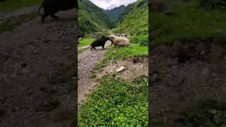 Download lagu Wild boar vs Pig mp3