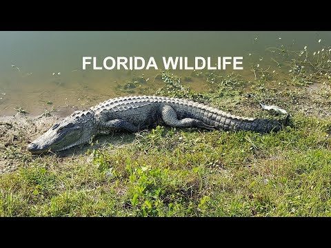 download lagu mp3 mp4 Dangerous Wildlife In Florida, download lagu Dangerous Wildlife In Florida gratis, unduh video klip Dangerous Wildlife In Florida
