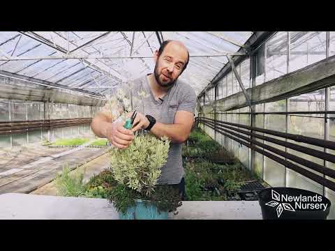 EP136 - 冬に向けてラベンダーを準備する方法 #5miutefriday