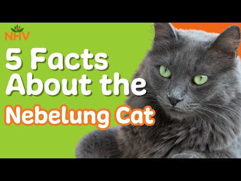 5 Things You Didn't Know About The Nebelung Cat