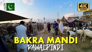 🇵🇰 Bakra Mandi Rawalpindi: Walking Tour of Bhatta Chowk Mandi, Qurbani Janwar, and Market in 4K
