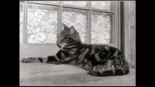 Job - Joshua Kadison