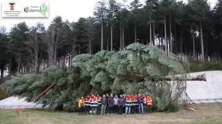 preview picture of video 'Azienda Calabria Verde - Operazione di esbosco di un abete bianco con elicottero'