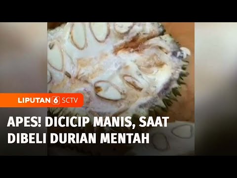 Viral! Pembeli Tertipu Durian Mentah di Pasar Cheng Hoo Pasuruan | Liputan 6