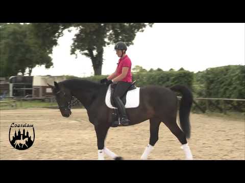 Loesdau Lessons: Basics mit Kati: Anreiten, Anhalten und Paraden auf dem Pferd