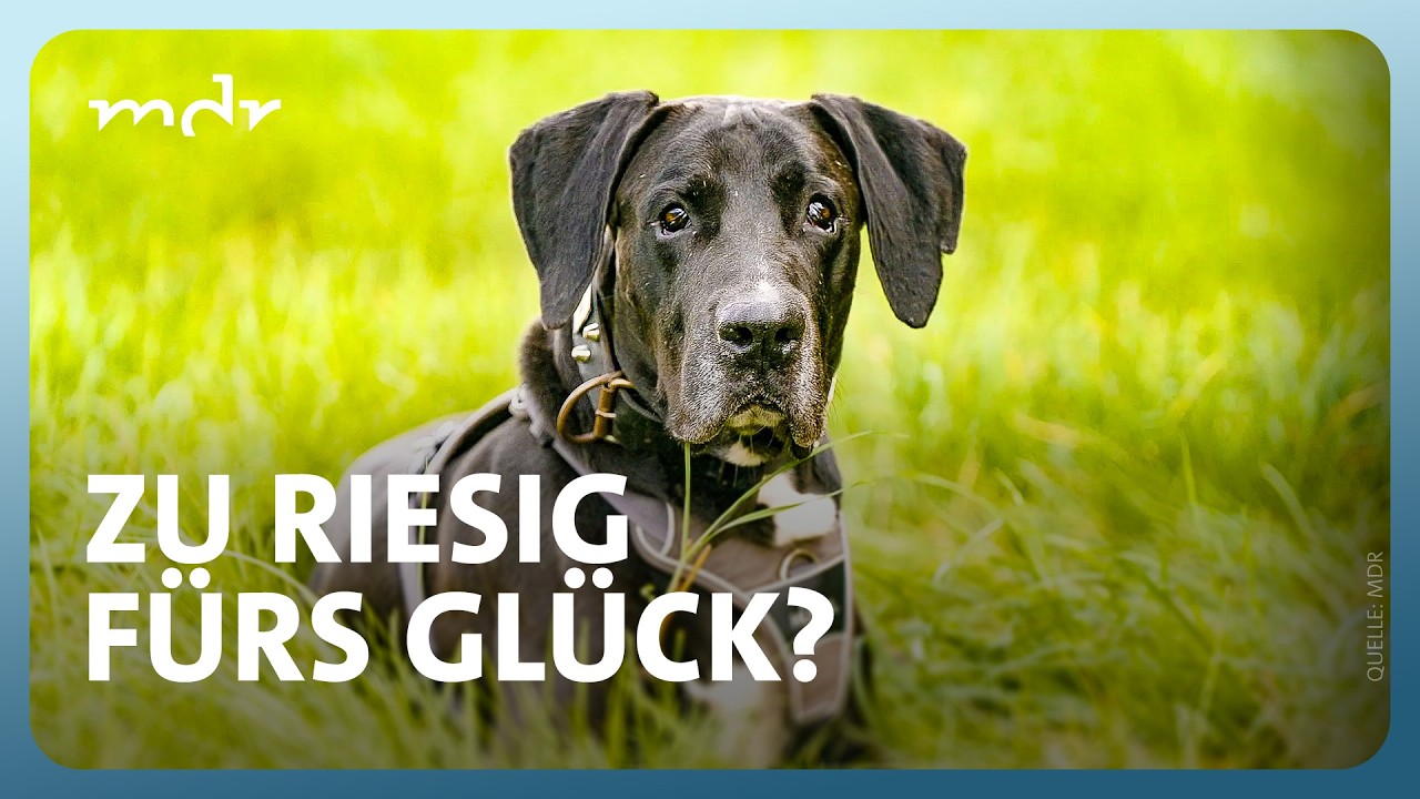 Sanfter Riese Zeus sucht Familie | Tierisch tierisch | MDR