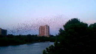Bats at the Congress Avenue Bridge in Austin