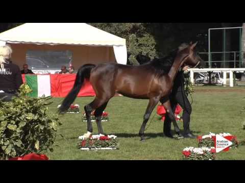 N.23 AG NOBEL DAVIDE - Arezzo 2015 - 2 year old colts (Class 2)