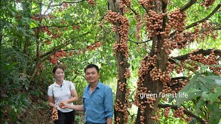 Picking woody grapes on the mountain with Mai. Robert | Green forest life