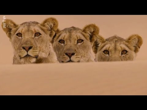 Wüstenkönige: Die Löwen der Namib 1 - Vanishing Kings Vol. 1 @ 2015