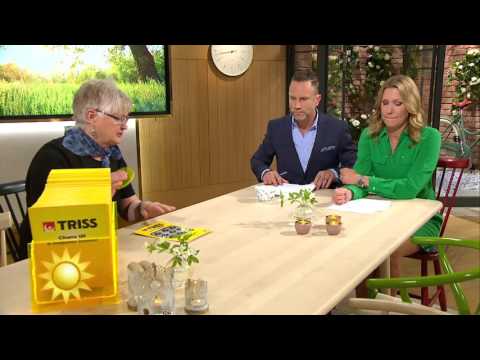 Trissvinnaren i tårar: "He gå int å beskriva" - Nyhetsmorgon (TV4)