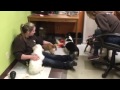 Metro Dogs Daycare Boarding Puppies Getting Ready For Nap Time 612 333 3612