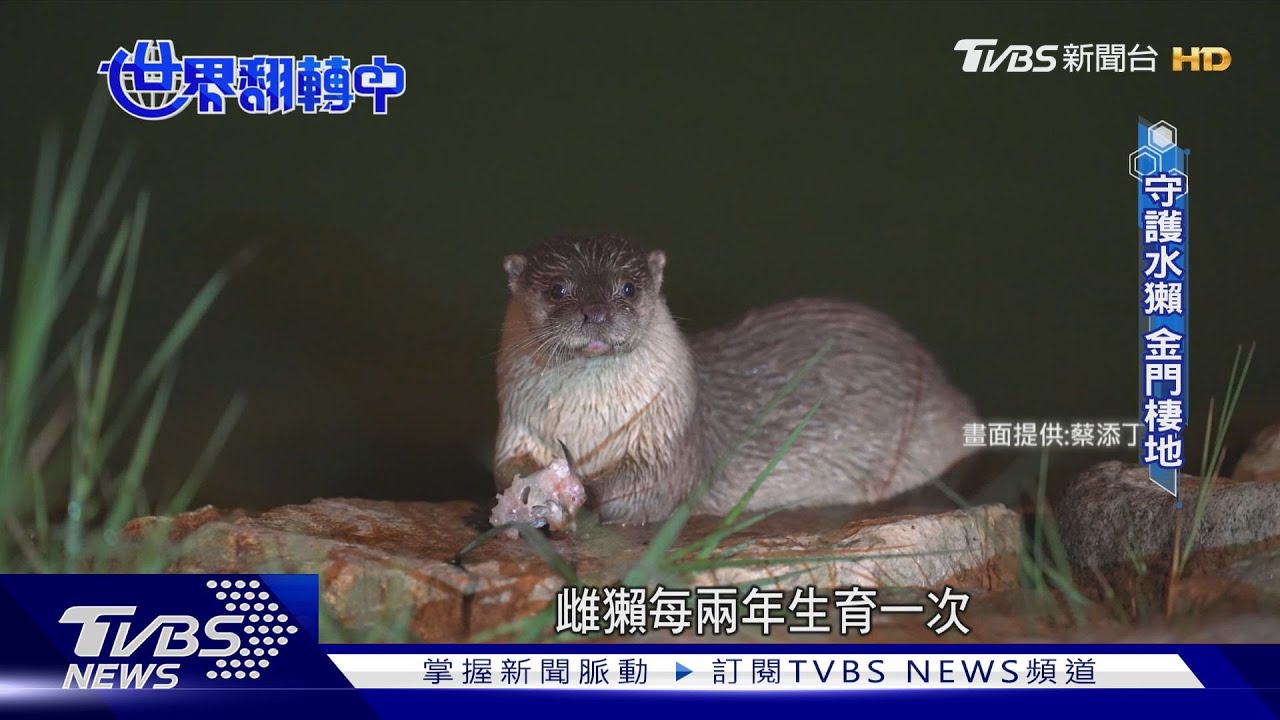 歐亞水獺僅剩150隻! 守護最後棲地「金門」
