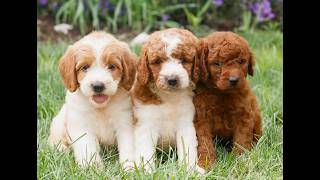 Video preview image #1 Miniature Labradoodle Puppy For Sale in GORDONVILLE, PA, USA