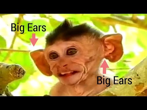 OMG!!, Never Seen Before Baby Monkey Has Very Big Ears Like This, Awesome Baby Monkey Show You Seen