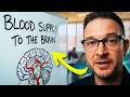 Brain Blood Supply: Internal Carotid & Vertebral-Basilar Arteries Explained