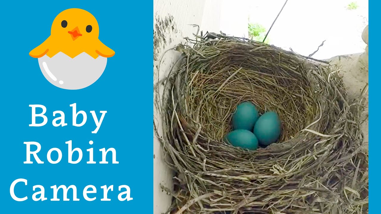 Robin Nest Camera - May 6, 2025 - Egg Watch! 🪺 Baby bird livestream 🥚🥚🥚