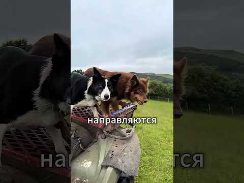 Как Две Собаки Управляют Сотнями Овец 🐕