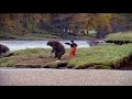 Man Fighting Bear for Tastiest most tender Salmon TV Commercial John West | 2000's UK TV ADVERT