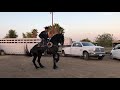 Best Dancing Horse Black Diamond