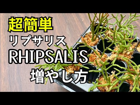 園芸 ヤドリギサボテン、ベリーリプサリス