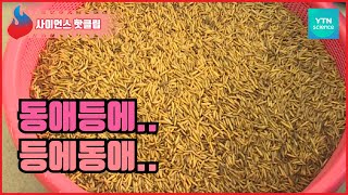 버릴 것이 하나도 없는 동애등에 / YTN 사이언스