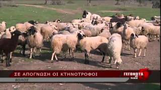 Σε απόγνωση οι κτηνοτρόφοι