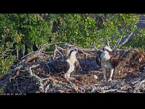 Savannah Osprey Chick Gets Feisty With Female – June 1, 2018