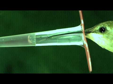 Hummingbird Tongues in Stunning Slow Motion