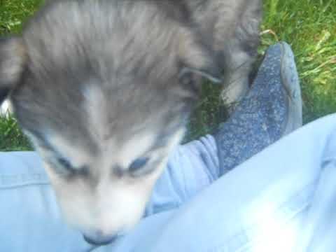 yukon at 6 weeks of age