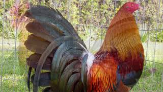 5 Best Gamefowl Crosses for Brown Red