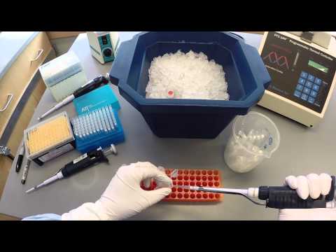 PCR Protocol - Part 1