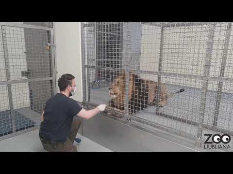 Trening leva Maximusa ZOO Ljubljana