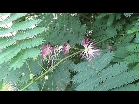 ネムノキ、眠っている木 植物