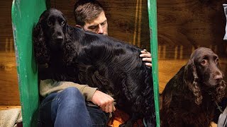 Großbritannien: Hundeschau Crufts startet in Birmingham mit über zwanzigtausend Hunden