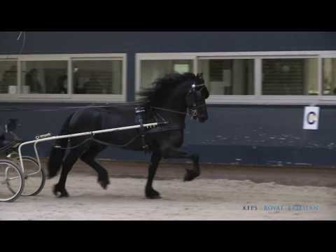 KFPS Central Examination 2013 &#8211; In-harness disciplines