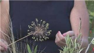 Growing Plants From Seeds : How to Grow Alliums From Seeds