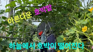 하늘에서 호박이 떨어진다. 아름다운 호박밭