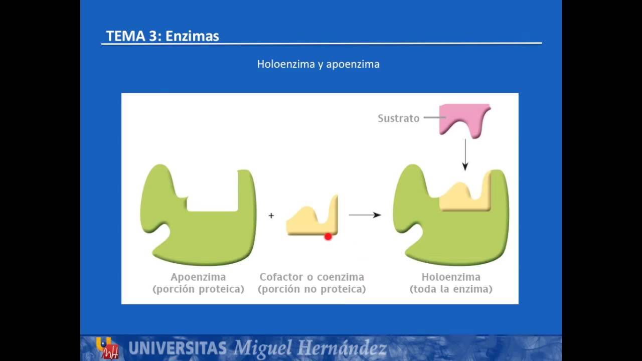 Tema 3.3 Enzimas. Clasificación, cofactores y coenzimas (UMH1003 2015-16)