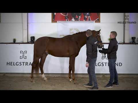 Fire Jazz von Fürst Jazz / Sir Donnerhall I -hengst geboren 2018 (GER)