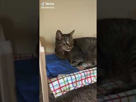 catto and doggo singing kream tiktok