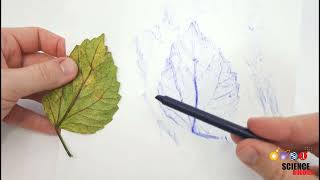 Crayon Leaf Rubbing | Science Project