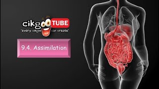 BIOLOGY KSSM FORM 4: 9.4  ASSIMILATION (OF DIGESTED FOOD)