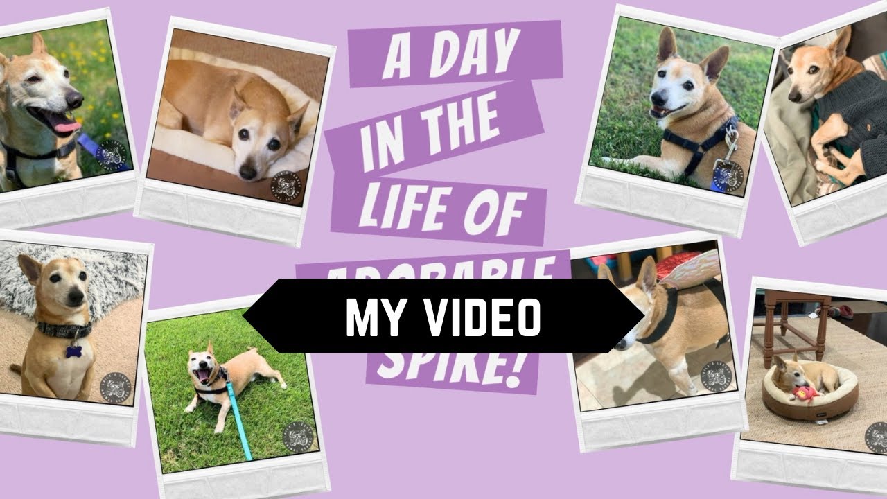 Enlarge Spike, a Adoptable mixed breed in Washington, DC video 6/6