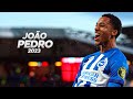 João Pedro is Showing His Talent at Brighton