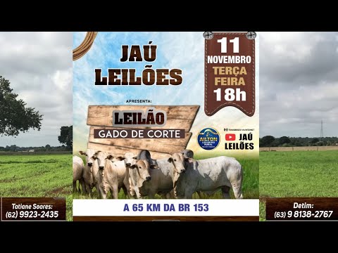 LEILÃO GADO DE CORTE  - JAU LEILÕES  - JAU DO TOCANTINS  -11/ 11/ 2025